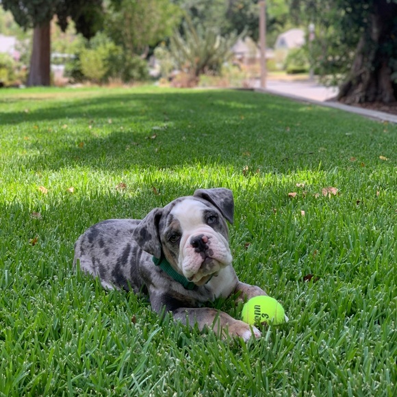 Meet The Posher - Picture 7 of 7